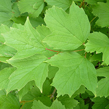 viburnum foliage