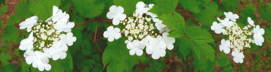 viburnum foliage and flowers